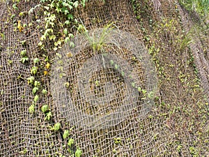 Coconut Net or Coconet Netting to Prevent Land or Soil Erosio