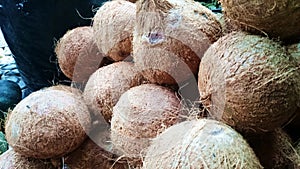 Coconut (niyog) from Quezon Province Philippines