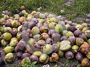 coconut nursery, coconut plantation, cocos nucifera, coconut industry, coconut commodity photo