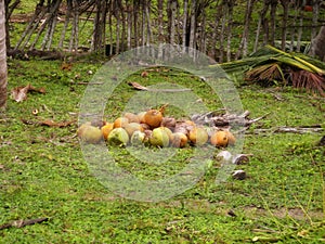 coconut nursery, coconut plantation, cocos nucifera photo