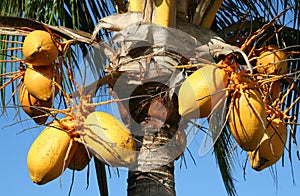Coconut nut palm tree