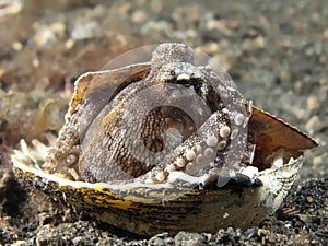 Coconut octopus