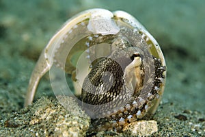 Coconut Octopus