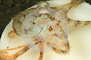 Coconut octopus - amphioctopus marginatus