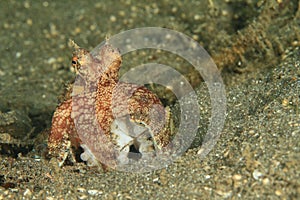 Coconut octopus - amphioctopus marginatus