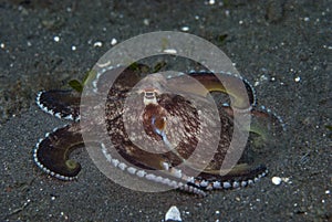 Coconut Octopus Amphioctopus marginatus