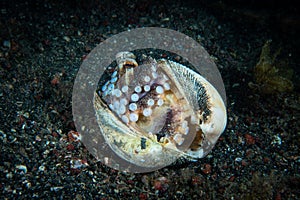 Coconut Octopus Amphioctopus marginatus