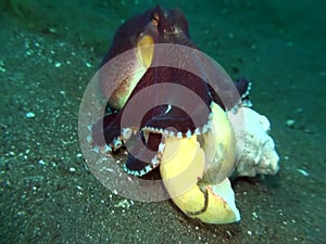 Coconut octopus Amphioctopus marginatus carrying shell in the night Lembeh strait