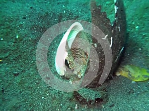 Coconut octopus Amphioctopus marginatus carrying shell in the night Lembeh strait