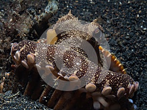 Coconut octopus, Amphioctopus marginatus. Lembeh, Indonesia
