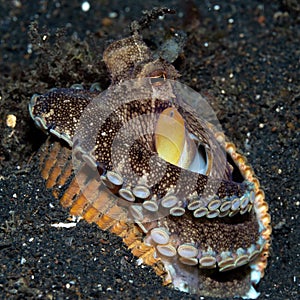 Coconut octopus, Amphioctopus marginatus. Lembeh, Indonesia