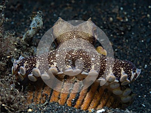 Coconut octopus, Amphioctopus marginatus. Lembeh, Indonesia