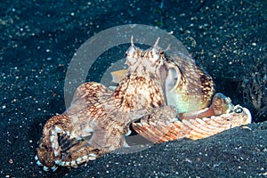 Coconut Octopus arranging shells