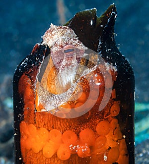 Coconut Octopus in a broken bottle