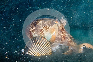 Coconut Octopus burying itself in snad