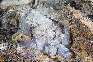 Coconut octopus