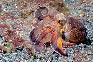 Coconut octopus underwater macro portrait on sand