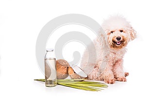 Coconut oil and fats natural ticks fleas repellent for pets