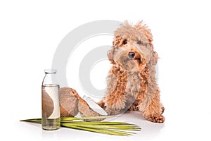 Coconut oil and fats natural ticks fleas repellent for pets