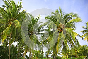 Coconut palm