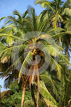 Coconut palm