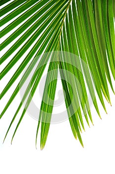 Coconut palm