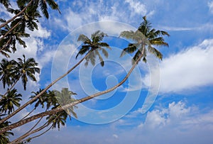 Coconut palm