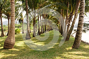 Coconut palm alley in koh chang island, Thailand