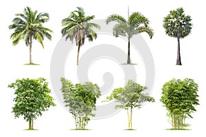 Coconut and palm, Bamboo trees Isolated tree on white background