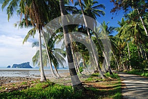 Coconut palm bay