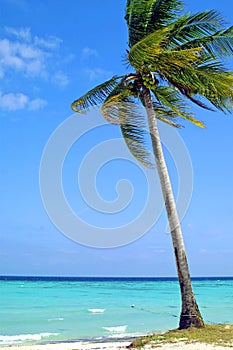Coconut palm on the beach