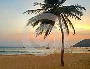 Coconut palm on beach at sunset