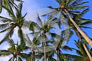 Coconut Palm at the Beach