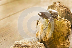 Coconut palm beetle walking on dry rocks