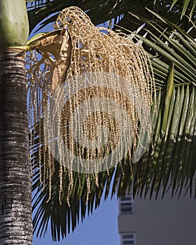 Coconut Palm Blossoms