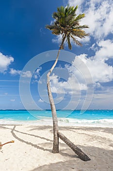 Coconut palm at Bottom Bay