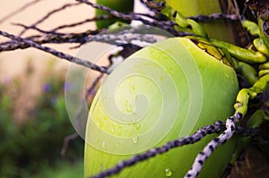 Coconut Palm in Caribbean Garden