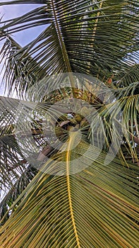 Coconut palm Cocos nucifera