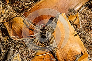 Coconut palm cortex. Photo taken in Mallorca, Spain. Cocnut background.