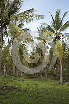 Coconut palm forest