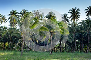 Coconut palm forest