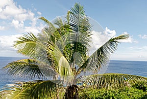 A coconut palm in front of the sea in Niue