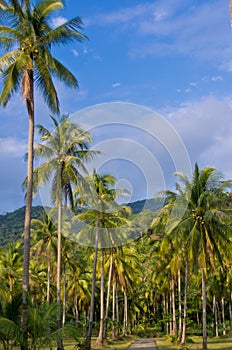 Coconut palm grove