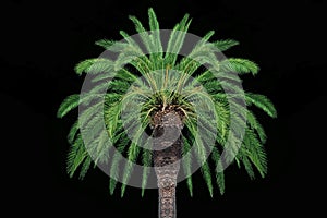 Coconut palm isolated on black background.