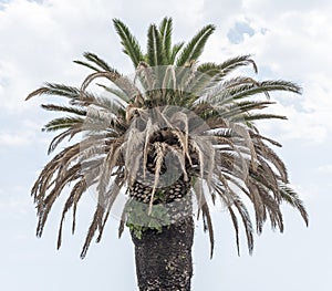 Coconut palm isolated on white background.