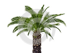 Coconut palm isolated on white background.