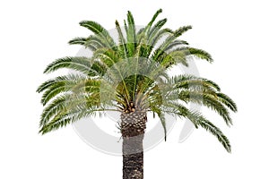 Coconut palm isolated on white background.