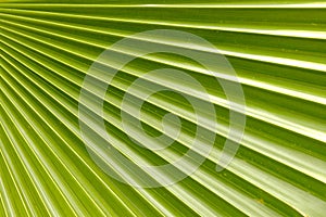 Coconut Palm Leaf