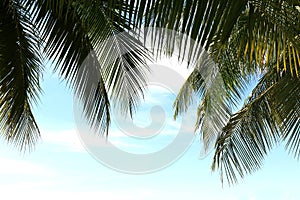 Coconut palm leaf close up, coconut leaf background, palm leaf on sky background