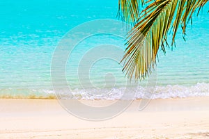 Coconut palm leafs in front of dreamy beach at an island in Maldives